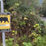woman-attacked-by-mother-bear-while-walking-dog-on-squamish-trail