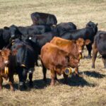 dont-fence-them-in:-cows-on-pei.-testing-e-collars-as-a-better-way-to-graze