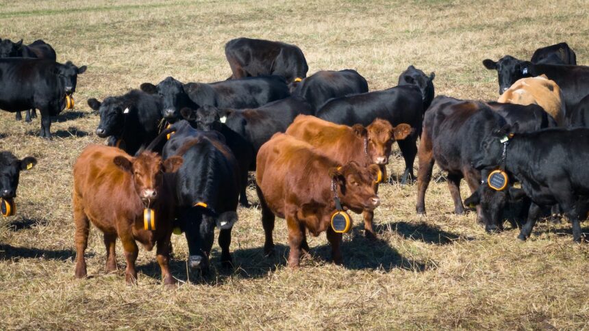 dont-fence-them-in:-cows-on-pei.-testing-e-collars-as-a-better-way-to-graze