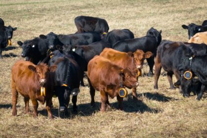 why-cows-on-pei.-are-testing-out-e-collars-instead-of-being-fenced-in