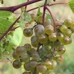 local-vineyards-‘suffer-the-loss’-from-september-frost
