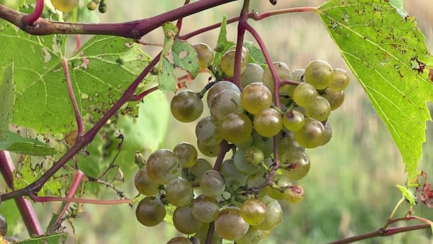 local-vineyards-‘suffer-the-loss’-from-september-frost