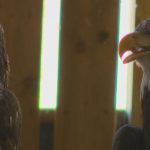invasive-fish-lands-on-menu-for-hungry-eagles-at-ns.-wildlife-centre