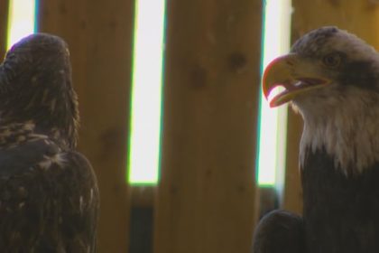 invasive-fish-lands-on-menu-for-hungry-eagles-at-ns.-wildlife-centre