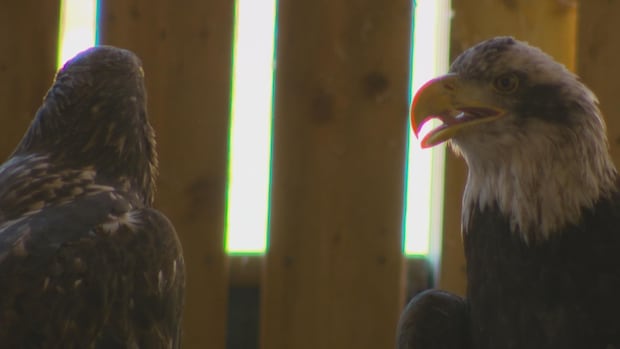 invasive-fish-lands-on-menu-for-hungry-eagles-at-ns.-wildlife-centre