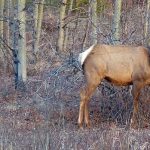 sask.-hunter-raises-concern-over-management,-strategy-of-open-anterless-elk-hunt
