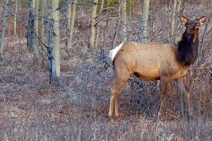 sask.-hunter-raises-concern-over-management,-strategy-of-open-anterless-elk-hunt