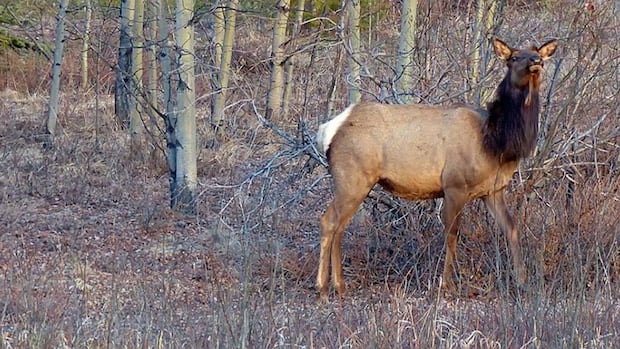 sask.-hunter-raises-concern-over-management,-strategy-of-open-anterless-elk-hunt