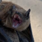 city-of-martensville,-sask.,-advises-residents-to-be-wary-of-bats-after-person-bitten-on-neck