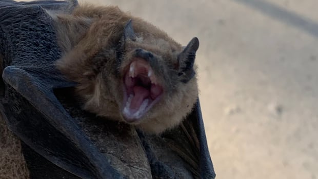 city-of-martensville,-sask.,-advises-residents-to-be-wary-of-bats-after-person-bitten-on-neck