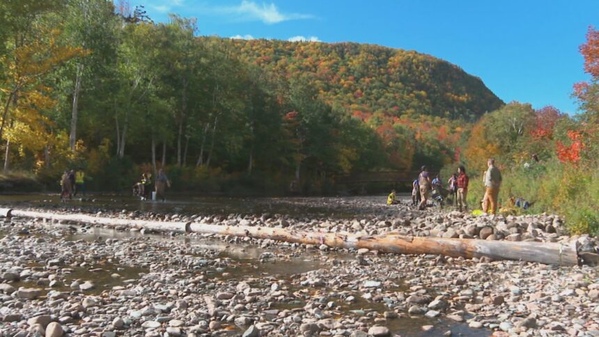 efforts-underway-to-restore-a-salmon-habitat-in-cape-breton