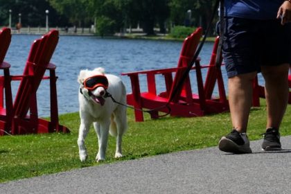 welcome-to-the-dog-days-of-fall,-as-high-temperatures-shatter-records