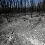 nothing-to-harvest:-after-unprecedented-wildfires,-the-forestry-industry-is-forced-to-adapt
