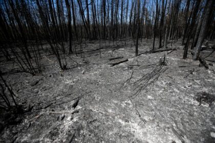 nothing-to-harvest:-after-unprecedented-wildfires,-the-forestry-industry-is-forced-to-adapt