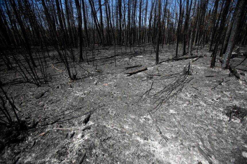 nothing-to-harvest:-after-unprecedented-wildfires,-the-forestry-industry-is-forced-to-adapt