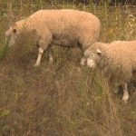 charlottetown’s-newest-lawn-crew?-a-flock-of-grazing-sheep