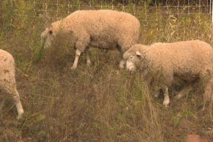 charlottetown’s-newest-lawn-crew?-a-flock-of-grazing-sheep