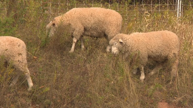 charlottetown’s-newest-lawn-crew?-a-flock-of-grazing-sheep