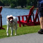 welcome-to-the-dog-days-of-fall,-as-high-temperatures-melt-records