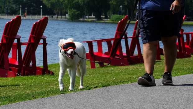 welcome-to-the-dog-days-of-fall,-as-high-temperatures-melt-records