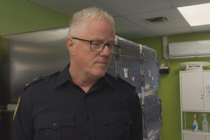 ns.-spca-sees-increase-in-seized,-surrendered-animals
