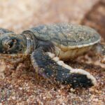 more-volunteers-needed-to-help-find-‘cold-stunned’-sea-turtles