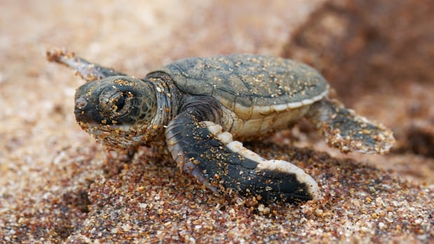 more-volunteers-needed-to-help-find-‘cold-stunned’-sea-turtles