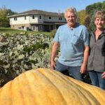 winkler-couple-hope-their-massive-pumpkins-outweigh-the-competition