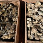 pei.-oyster-fishers-‘feeling-pain’-as-companies-stop-buying-due-to-risk-from-msx