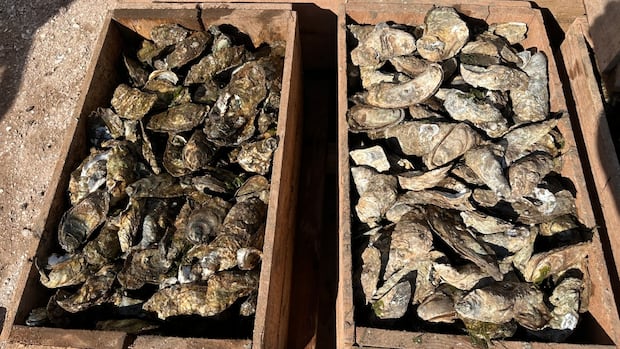 pei.-oyster-fishers-‘feeling-pain’-as-companies-stop-buying-due-to-risk-from-msx