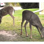 colchester-passes-deer-feeding-bylaw
