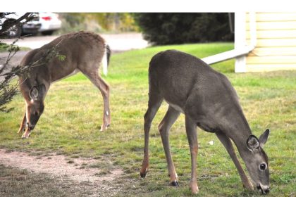 colchester-passes-deer-feeding-bylaw