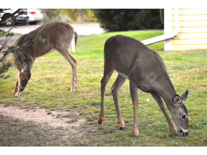 colchester-passes-deer-feeding-bylaw
