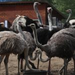 creditors-circle-as-cull-controversy-shines-light-on-bc.-ostrich-farmers’-unpaid-bills