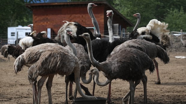 creditors-circle-as-cull-controversy-shines-light-on-bc.-ostrich-farmers’-unpaid-bills