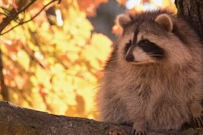 giving-thanks-for-autumn:-enjoy-these-photos-from-around-new-brunswick