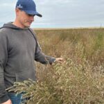 prairie-farmer-concerned-about-food-production-as-invasive-weed-spreads