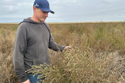 prairie-farmer-concerned-about-food-production-as-invasive-weed-spreads