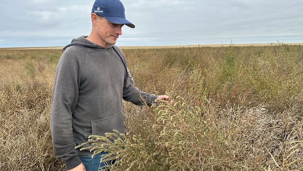 prairie-farmer-concerned-about-food-production-as-invasive-weed-spreads