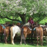 ns.-farmer-considers-selling-some-of-her-livestock-due-to-drought