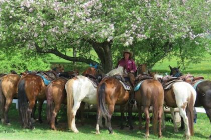 ns.-farmer-considers-selling-some-of-her-livestock-due-to-drought