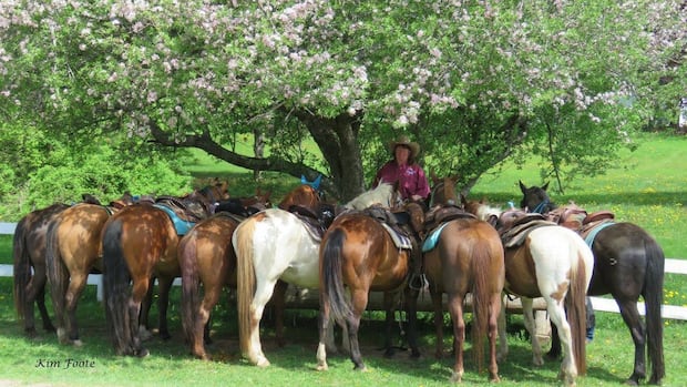 ns.-farmer-considers-selling-some-of-her-livestock-due-to-drought