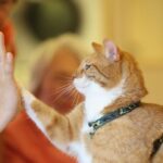 some-seniors-are-struggling-to-afford-pet-food.-these-groups-are-trying-to-help