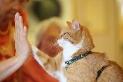 some-seniors-are-struggling-to-afford-pet-food.-these-groups-are-trying-to-help