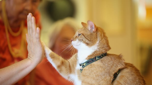 some-seniors-are-struggling-to-afford-pet-food.-these-groups-are-trying-to-help