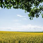 canada’s-tariffs-on-chinese-evs-created-‘2-front-trade-war’-hurting-prairie-canola,-pork-producers:-kinew