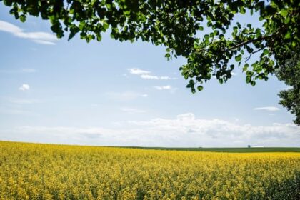 canada’s-tariffs-on-chinese-evs-created-‘2-front-trade-war’-hurting-prairie-canola,-pork-producers:-kinew