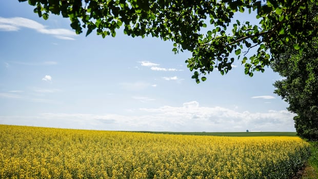 canada’s-tariffs-on-chinese-evs-created-‘2-front-trade-war’-hurting-prairie-canola,-pork-producers:-kinew