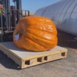 ‘ill-be-itching-to-get-started-again-next-year,’-pumpkin-weigh-off-winner-says