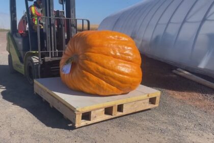‘ill-be-itching-to-get-started-again-next-year,’-pumpkin-weigh-off-winner-says